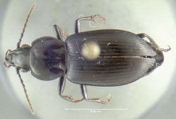 Media type: image;   Entomology 600431 Aspect: habitus dorsal view